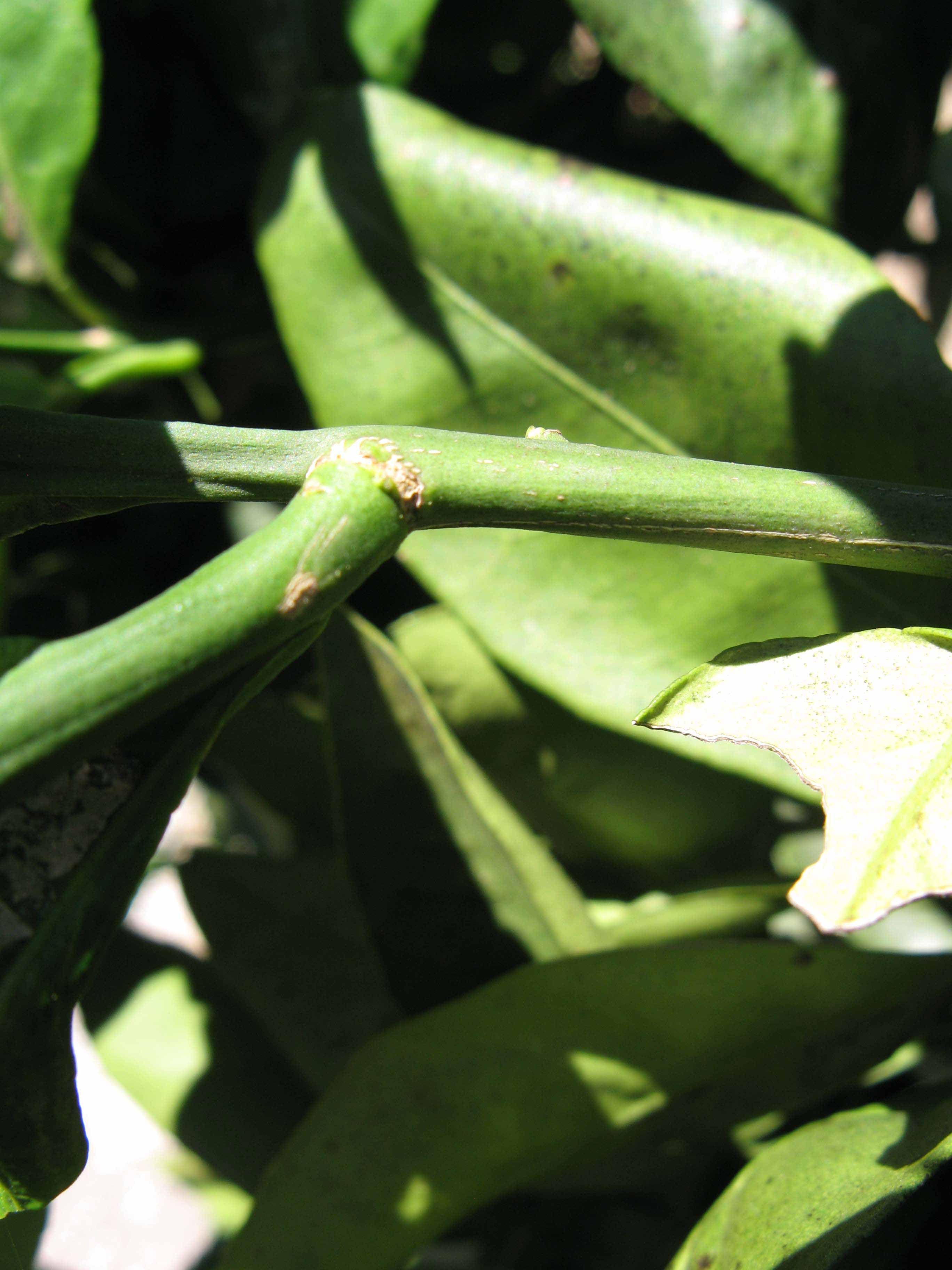            First year twig (Winter Haven, FL)   